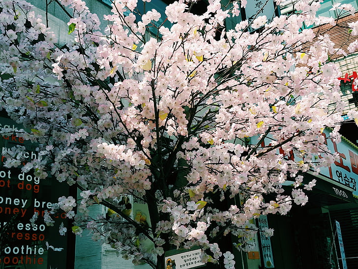 faux tre, kirsebærtre blomstrer treet, summen, kirsebærtre blomstrer, Seoul, Sør-korea, hongdae