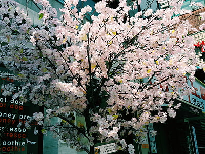 Faux древесины, Вишневое дерево цвести, сумма, вишни в цвету., Сеул, Республика Корея, Hongdae