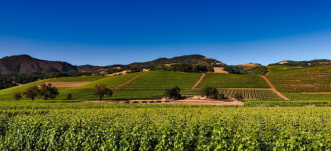winnice, Napa valley, Kalifornia, winorośli, winnicy, wino, obszarów wiejskich