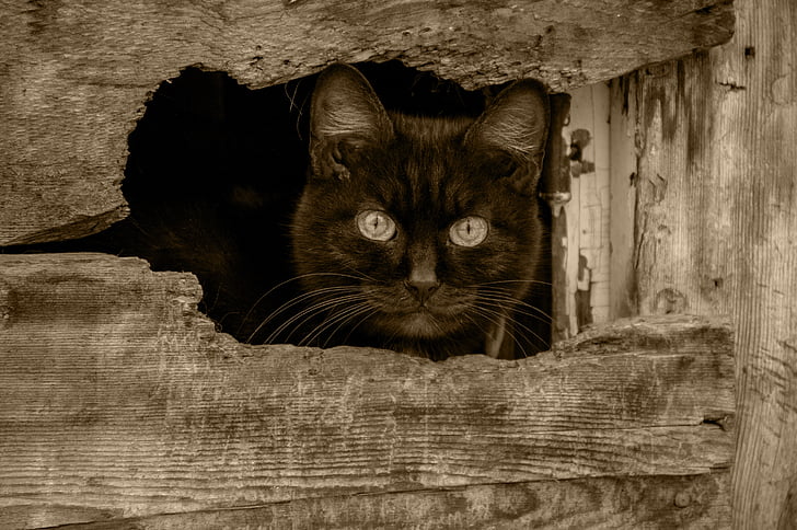 black cat, view, pets, cat eyes, domestic Cat, animal, wood - Material