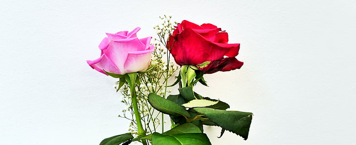 roses, flowers, pink rose, pink, blossom, bloom, rose blooms