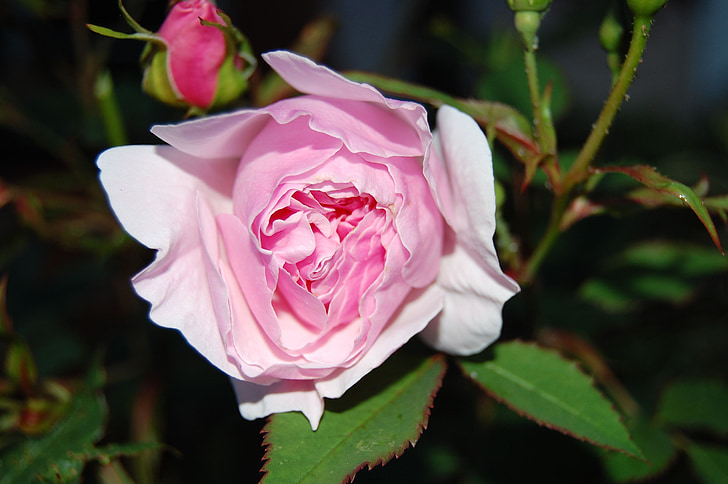 Lady salisbury rosa, levantou-se, -de-rosa, flor, flor, pétalas