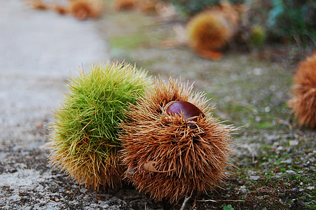 Chestnut, efterår, Andalusien, Spanien, Road, Shell, Spur
