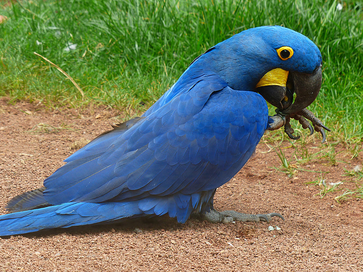 blauaras, hyazinth-ara, Anodorhynchus, papagáj, vták, modrá, veľké