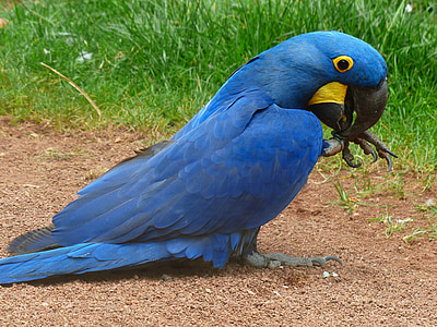 blauaras, hyazinth-ara, Anodorhynchus, papegøye, fuglen, blå, store