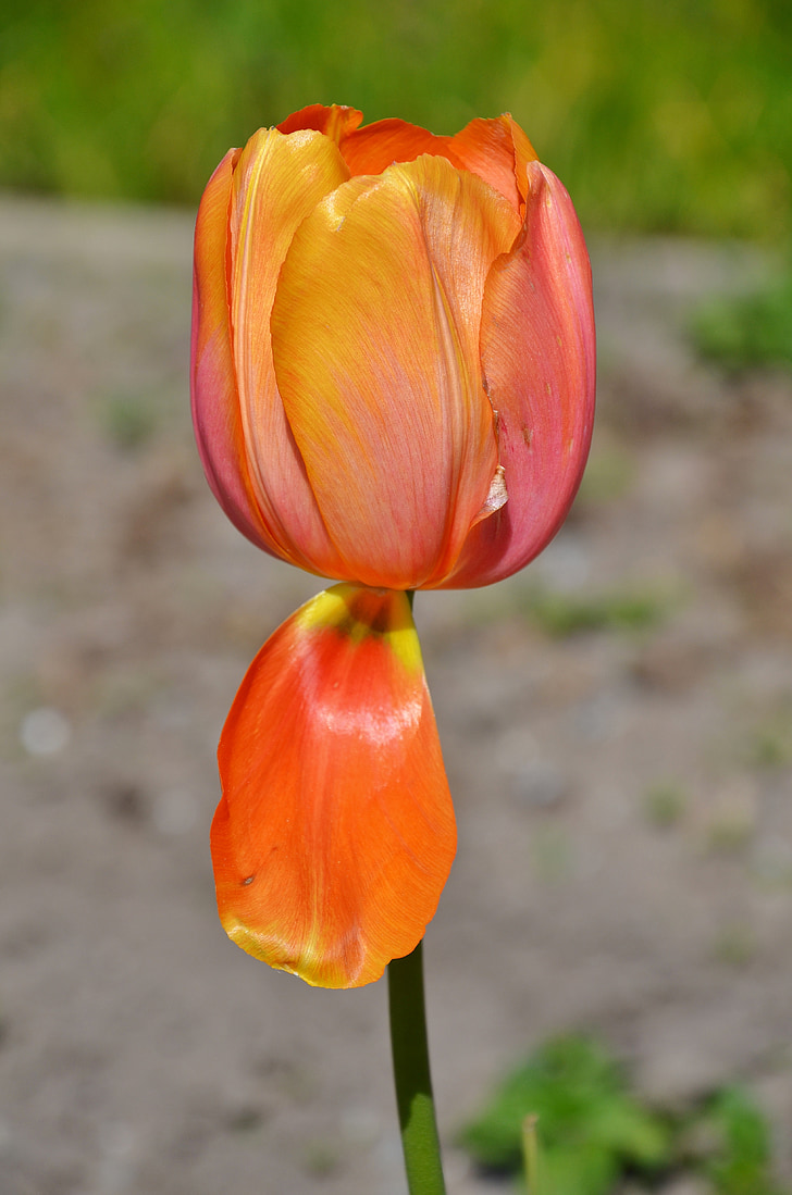 tulip, flower, natural, nature, summer, plant, floral