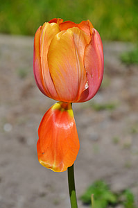 Tulipán, květ, přírodní, Příroda, léto, závod, květinové