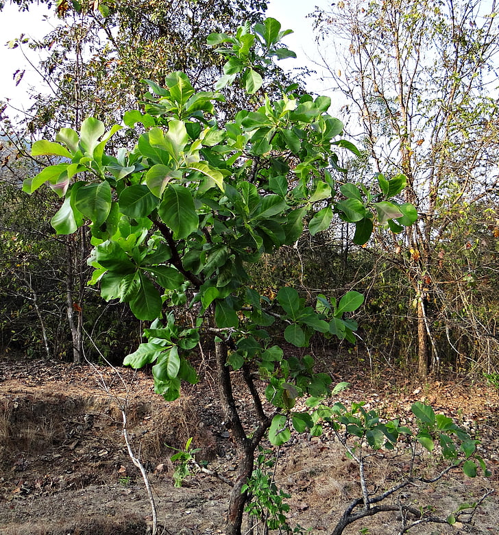 Madhuca longifolia, Baum, Mahwa, Mahua, iluppai, Madhuca indica, Laubgehölze