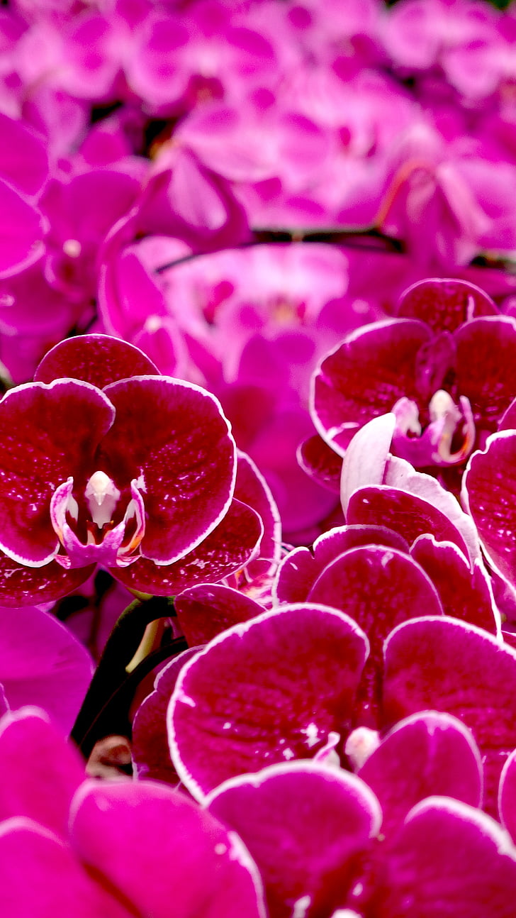 orquídia, flor, floral, natura, flor, jardí, Rosa