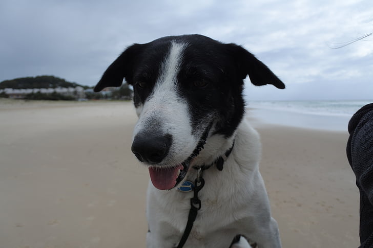 dog, border collie, animal