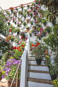 sisäpihat, Cordoba, Patios de Córdobasta, Espanja, kukka, Kukkaruukku, kukat