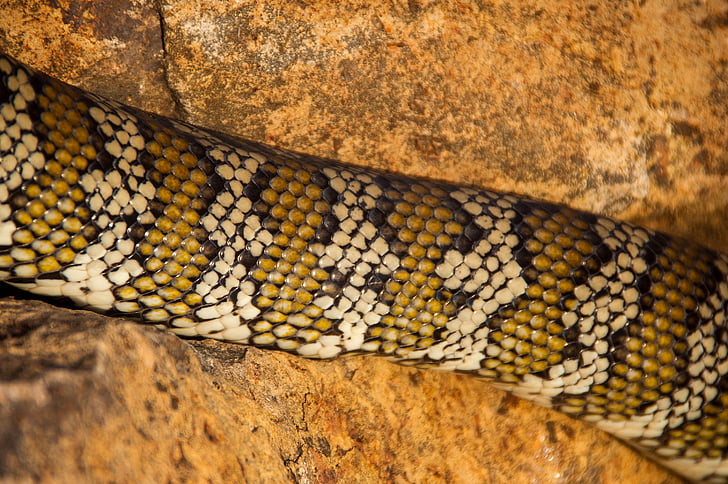 mattan python, python, Australien, Queensland, orm, huden, mönster
