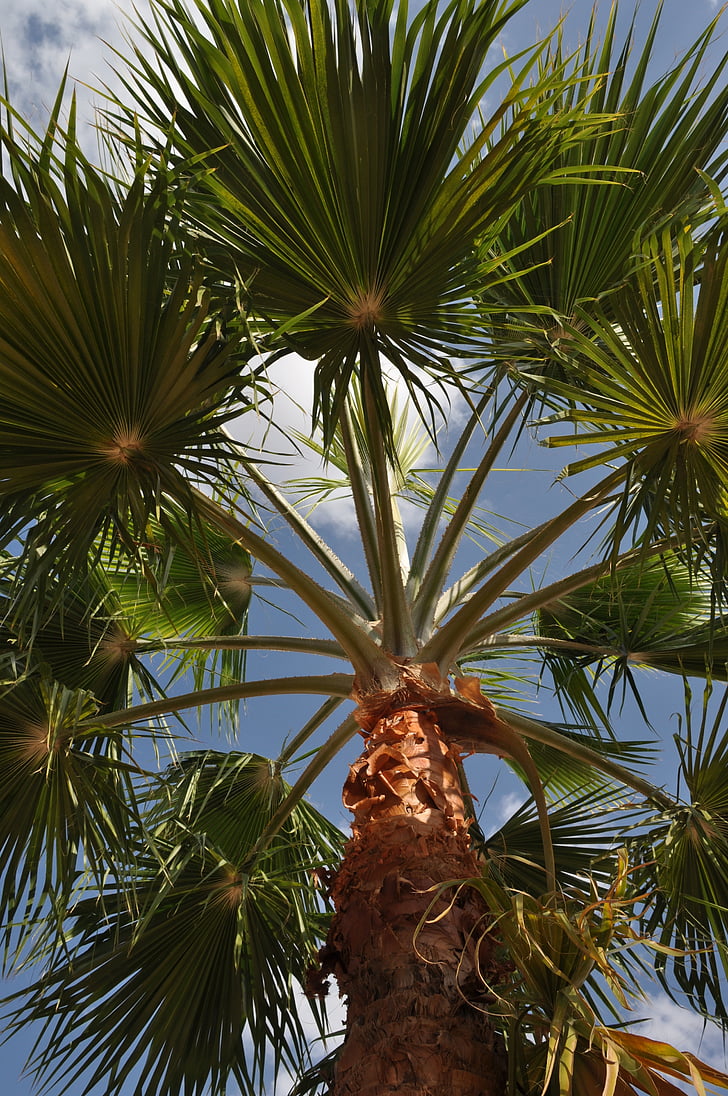 Jordan, sommer, Palm