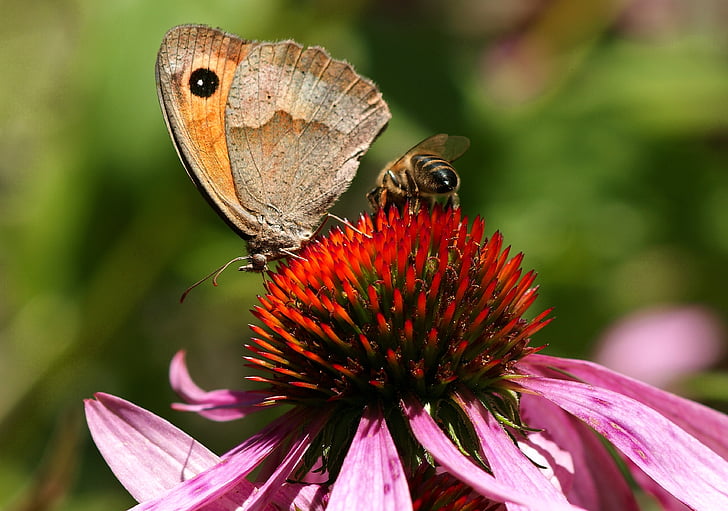 motýl, Letní klobouk, Příroda, hmyz, květ, Bloom, květ