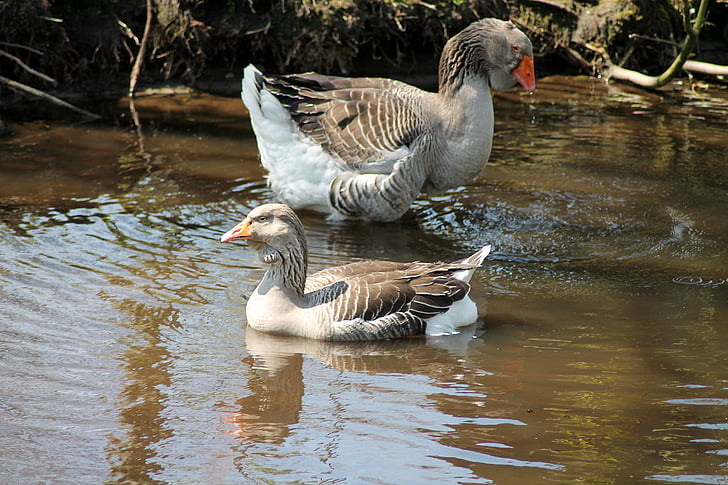 geese, expensive, swimming birds, water, feather, swimmer, bird