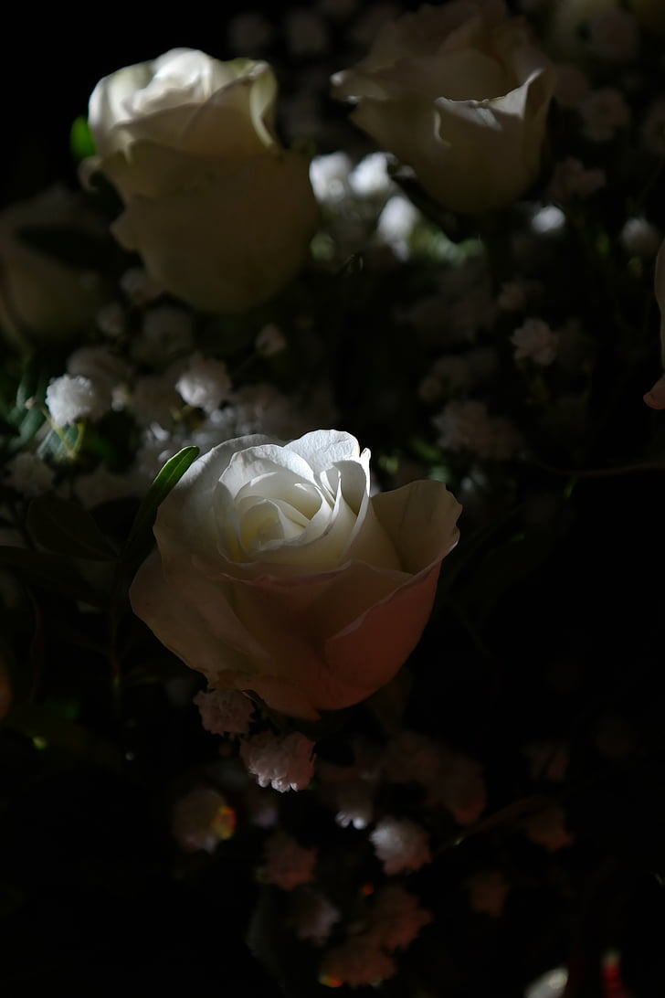 mawar, putih, bunga, bunga, karangan bunga, buket mawar, mawar putih