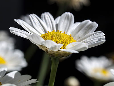 Daisy, Blume, Blüte, Bloom, Anlage, Natur