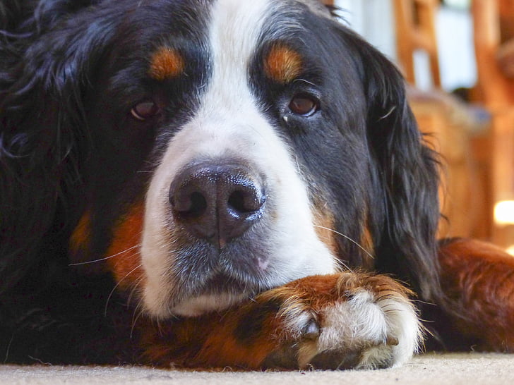 Bernese mountain dog, cão, a descansar, cabeça, retrato, canino, animal de estimação