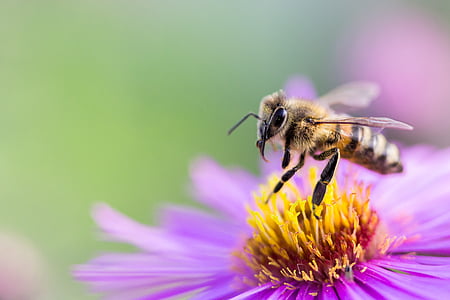 蜜蜂, 开花, 绽放, 撒上, 宏观, 昆虫, 花