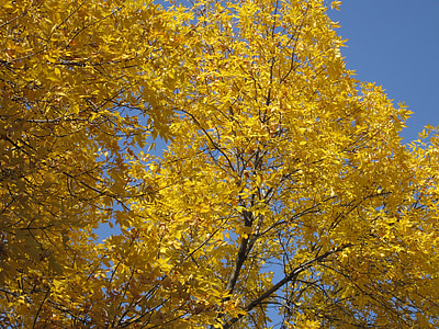 zlatý, listy, na podzim, zlatý podzim, podzim, pozadí, žlutá