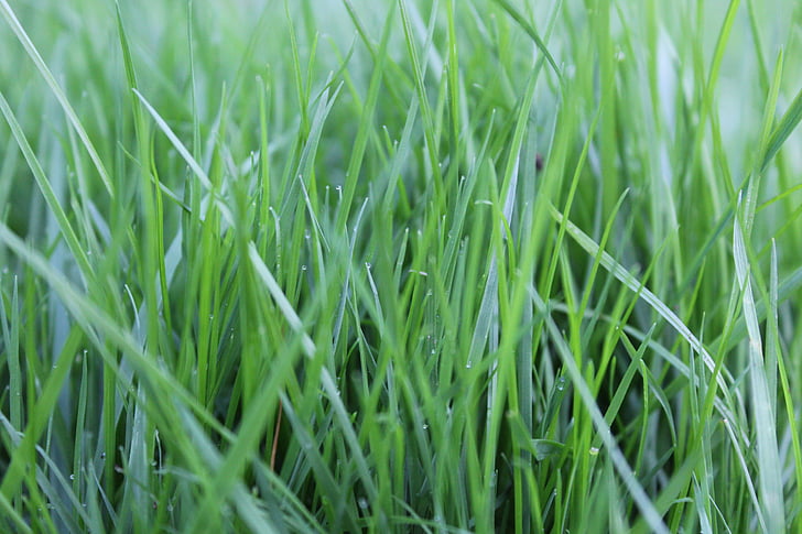 herba, febre, verd, natura, brins d'herba, gespa, imatge de fons