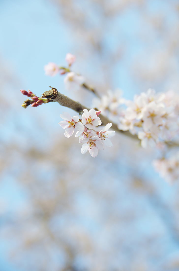 kirsikka, kirsikankukkia, Japani, Sakura, kukat, kevään, kasvi