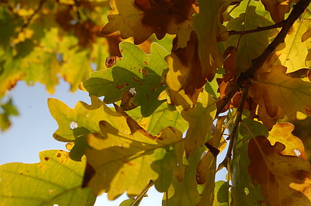 autunno, quercia, foglia