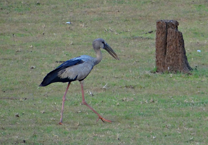ázsiai nyitott bill stork, tátogató gólya, gólya, madár, WADER, India