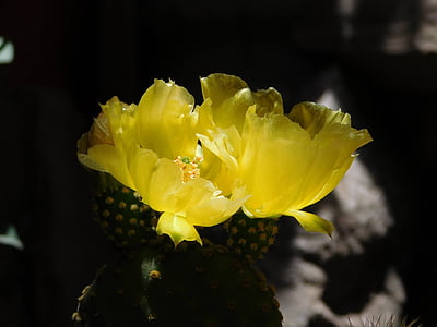 Cactus, kukat, kukka, Luonto, Puutarha, mehevä, piikkejä