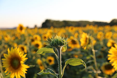 sunflower, provence, light, nature, yellow, agriculture, flower