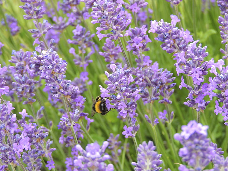 lavender, province, hummel, insect, violet, blossom, bloom