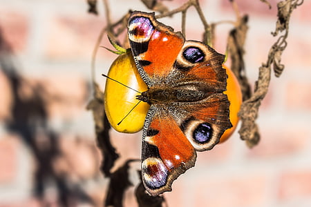 Peacock butterfly, Pāvs, tauriņš, kukainis, aizveriet, krāsains, daba