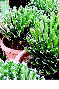 NOA, Královna Viktorie, Victoria reginae, pouštní rostlina, věž, Coahuila, Mexiko
