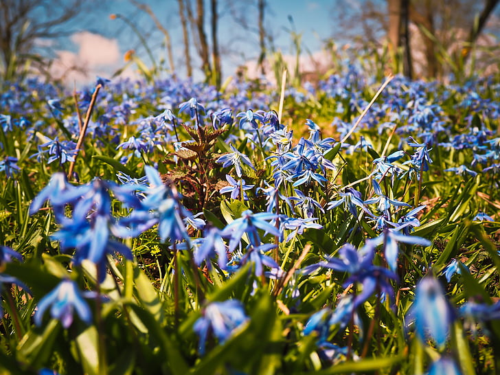 Bluebell, fleurs, bleu, orchidée papillon, hasenglöckchen espagnol, étoile bleue, Blossom