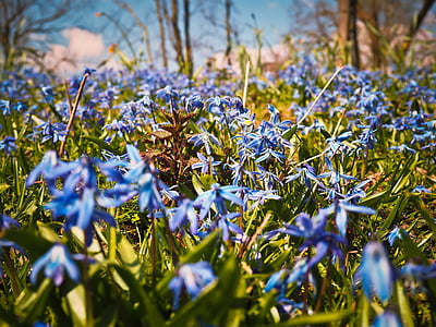 Bluebell, flors, blau, orquídia de papallona, hasenglöckchen espanyola, Estel Blau, flor