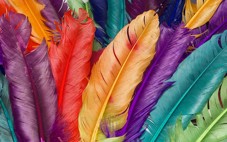 Feather, Värvid, duvarkagıdı, lind, mitme värviline, loodus, taustad