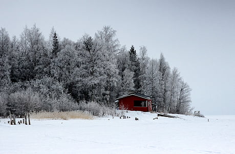 Finlandia, pemandangan, indah, hutan, pohon, hutan, musim dingin