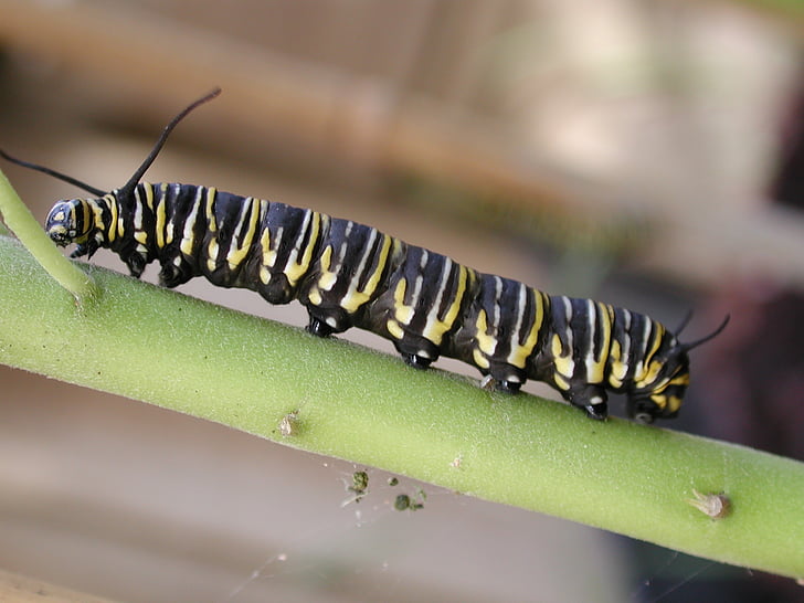 Firma Caterpillar, Monarcha, owad, błąd, makro, kolorowe, łodyga