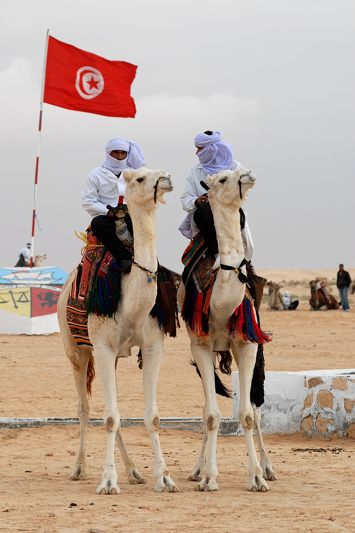 Tunisien, Camel, djur, beduin