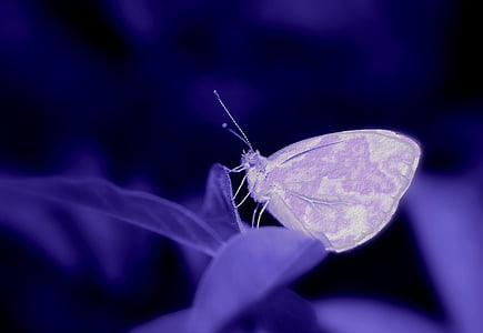 butterfly, composing, purple, blue, insect, plant, digi art