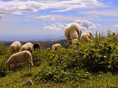flock, grass, sky, clouds, animal, sheep, landscape