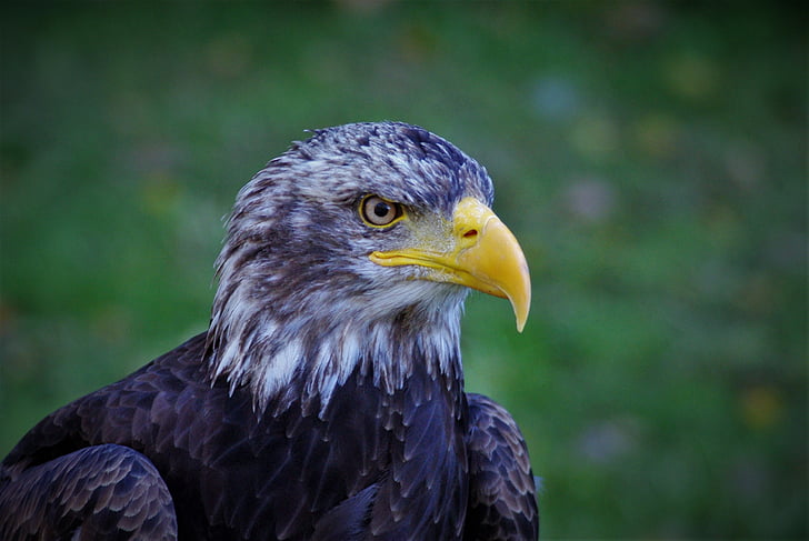 Adler, Bald eagle, fugl, dyr, Bill, rovfugl, hvid hale eagle