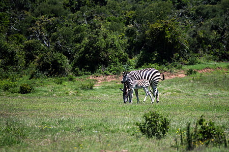 Zebra, égua, potro, grama, vida selvagem, mamífero, África