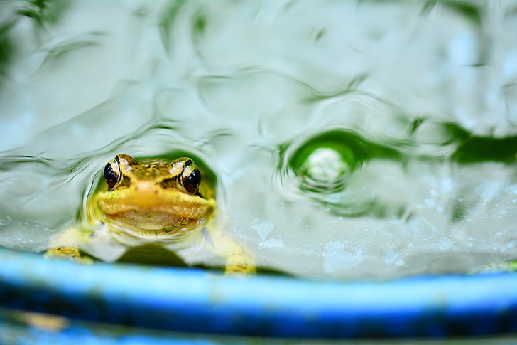 Куентин Чонг, жаба, водата