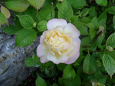 Rosa, flor, blanc, jardí de flor, flora, pètal, estiu floreixen