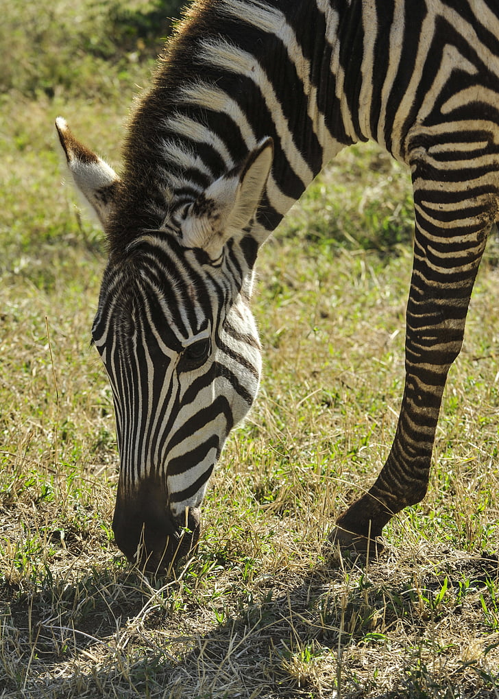 Zebra, legeltetés, Serengeti, síkságok, vadonban, vadon élő állatok, Tanzánia
