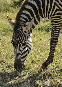 Zebra, pastoreio, Serengeti, planícies, natureza selvagem, vida selvagem, Tanzânia