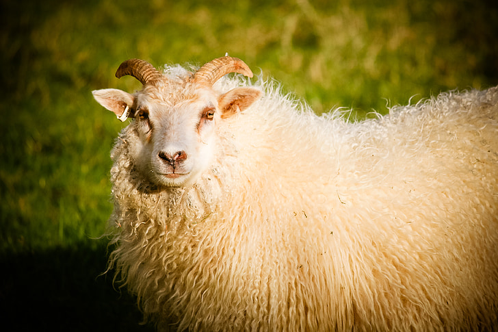 sheep, ram, lamb, animal, nature, farm, white