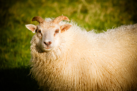 овце, RAM, агнешко месо, животните, природата, ферма, бяло