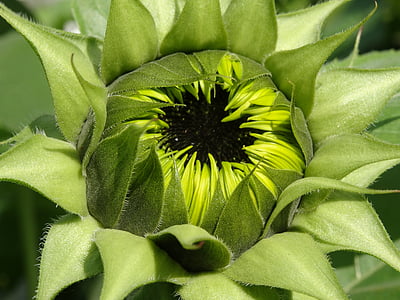 Sun flower, Veganská, bylinné oleje, slunečnicová semena, závod, květ, květ